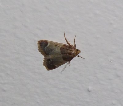 Moth in my apartment,  VERY SMALL - August  28, 2010 