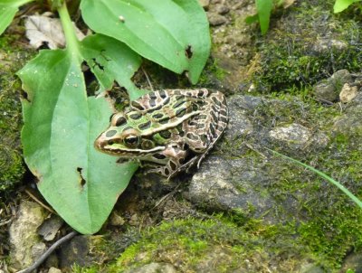 Frog - Avoca Wildlife Area, WI - August 15, 2013