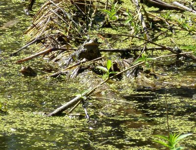 Frogs - Pheasant Branch Conservancy, Middleton, WI - May 8, 2013