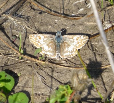 Common checkered skipper  - Shea Prairie, southern Wisconsin, - Oct 11, 2013