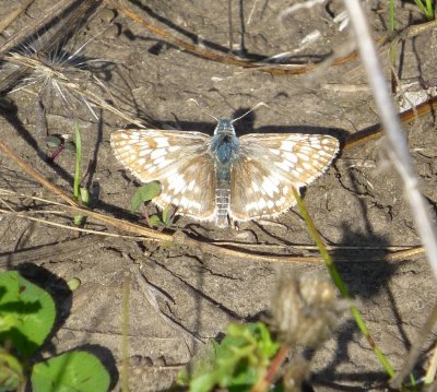 Common checkered skipper  - Shea Prairie, southern Wisconsin, - Oct 11, 2013