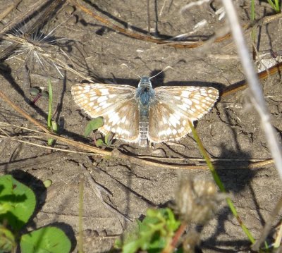 Common checkered skippers - GALLERY