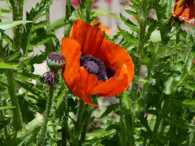 Poppies - GALLERY