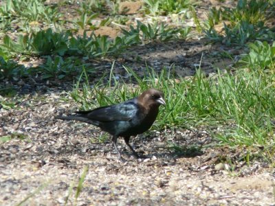 Brown-headed cowbird - Tiedeman Pond, Middleton, WI - May 3, 2009 