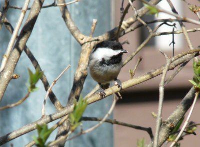 Black-capped chickadee - Tiedeman Pond, Middleton, WI - 2008-05-03 