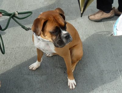 Lola - a boxer I met on  a Seattle ferry - October 24, 2010