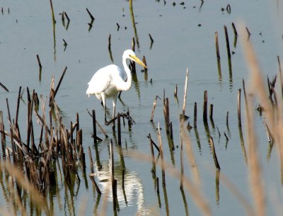 Great egret - Strickers Pond, Middleton, WI - 2009-09-06 