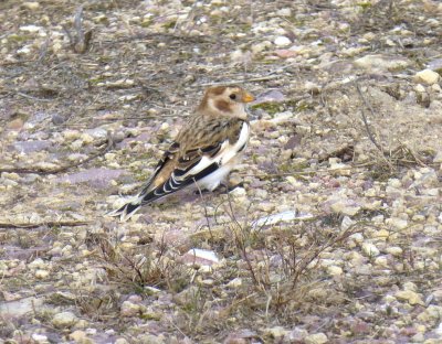 Snow bunting  - Necedah Wildlife Refuge - October 26, 2013