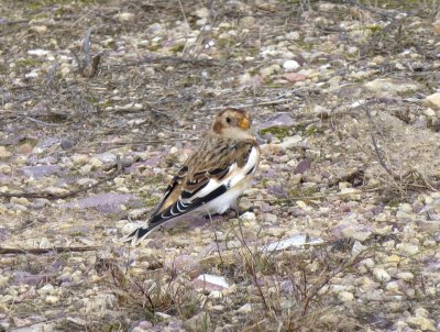 Snow bunting  - Necedah Wildlife Refuge - October 26, 2013