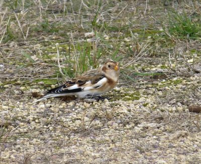 Snow bunting  - Necedah Wildlife Refuge - October 26, 2013
