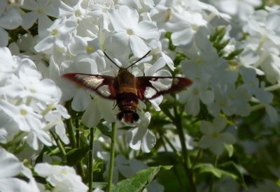 Hummingbird clearwing moth - Fitchburg, WI - August 27, 2010