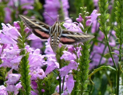 White-lined sphinx moth - Monticello, WI - September 15, 2013