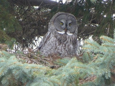 Great gray owls - GALLERY