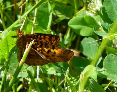 Meadow fritillary - Pleasant Valley, Spring Green, WI - July 4, 2013