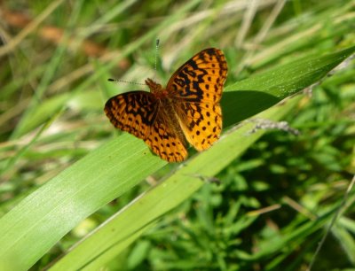 Meadow fritillary - Schurch Thomson Prairie - near Mount Horeb, WI - August 23, 2013