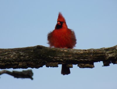 Cardinal in the wind - Stricker's Pond, Middleton, WI - April 25, 2011