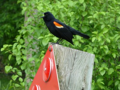 Red-winged blackbirds - GALLERY