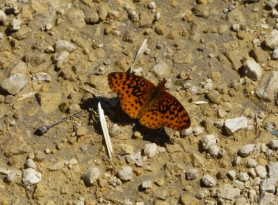 Meadow fritillary - Schurch Thomson Prairie - near Mount Horeb, WI - August 23, 2013