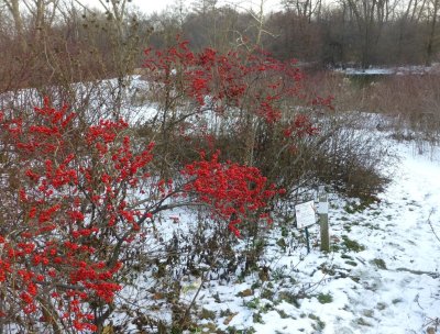 Red berries in winter - UW Arboretum, Duck Pond - Madison, WI - November 29, 2013