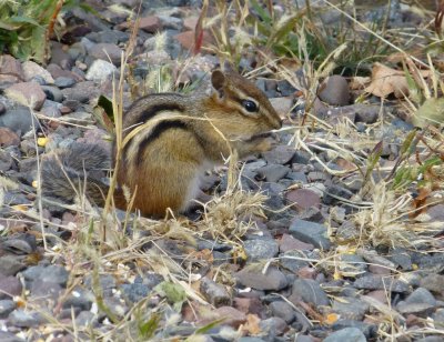 Chipmunks - GALLERY