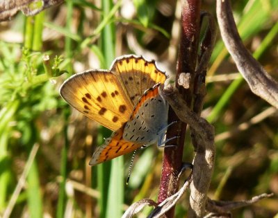 Bronze coppers - GALLERY