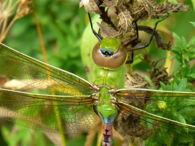 Green dragonfly up close - Dorothy Carnes Park, near Fort Atkinson, WI - September 4 , 2013