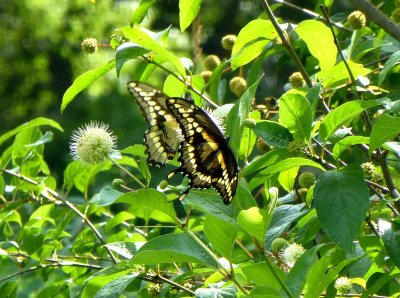 Giant swallowtails - GALLERY