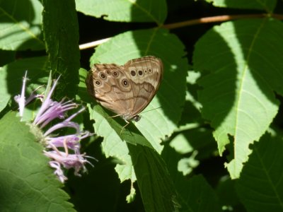 Northern pearly eye - Fitchburg, WI - July 29, 2011 