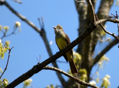 Great crested flycatcher - Stricker's Pond, Middleton, WI 0 May 21, 2014