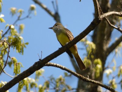 Great crested flycatcher - Stricker's Pond, Middleton, WI - May 21, 2014