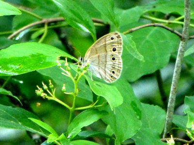 Little wood satyr - Pukayan Prairie, southern WI - June 28, 2013 