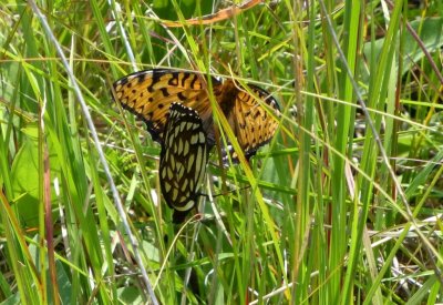 Regal fritillaries mating - Shea Prairie, Iowa County, WI - July 19, 2014