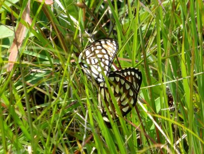 Regal fritillaries mating - Shea Prairie, Iowa County, WI - July 19, 2014