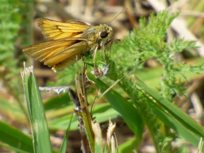 Delaware skipper - Walking Iron County Park, Dane County, WI - July 14, 2014