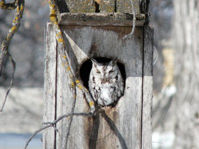 Eastern screech owl - Winnipeg, Manitoba (in someone's backyard) - March 21, 2009