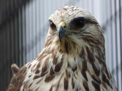 Bald eagle immature - Marshfield Zoo, WI - June 12, 2014