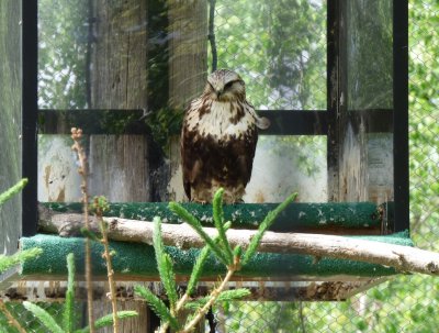 Bald eagle immature - Marshfield Zoo, WI - June 12, 2014