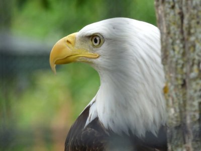 Bald eagle - Marshfield Zoo, WI - June 12, 2014