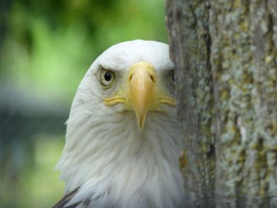 Bald eagle - Marshfield Zoo, WI - June 12, 2014