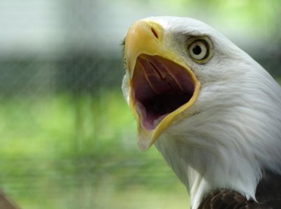 Bald eagle - Marshfield Zoo, WI - June 12, 2014