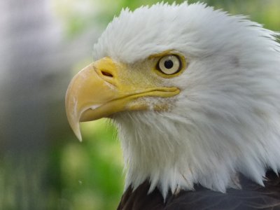 Bald eagle - Marshfield Zoo, WI - June 12, 2014