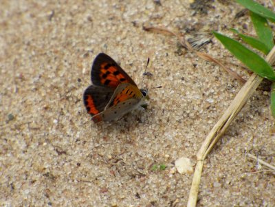 American copper - Walking Iron County Park, Dane County, WI - July 14, 2014
