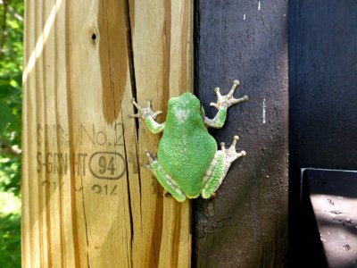 Tree frog - Walking Iron County Park, Dane County, WI - July 14, 2014