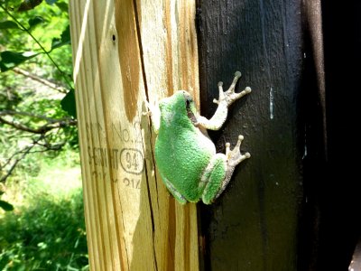 Tree frog - Walking Iron County Park, Dane County, WI - July 14, 2014