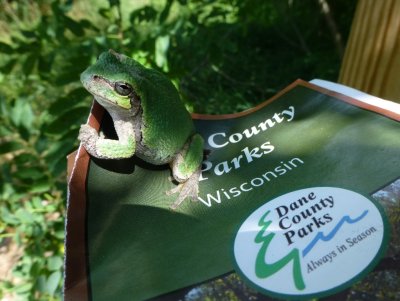 Tree frog - Walking Iron County Park, Dane County, WI - July 14, 2014