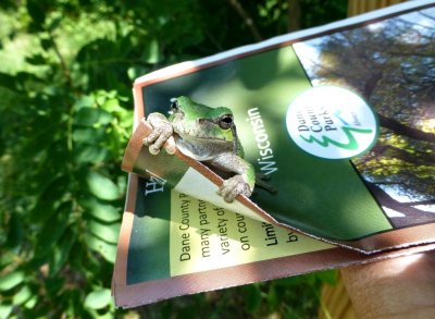 Tree frog - Walking Iron County Park, Dane County, WI - July 14, 2014