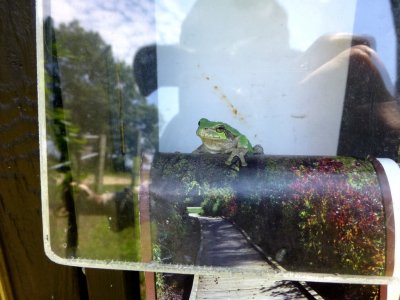 The tree frog who got caught in a box - GALLERY