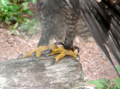 Rough-legged hawk talons - Marshfield Zoo, WI - 2007-07-21