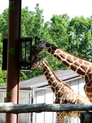 Giraffe - Henry Vilas Zoo - Madison, WI - June 18, 2008