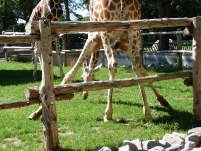 Giraffe - Henry Vilas Zoo - Madison, WI - September 16, 2008 